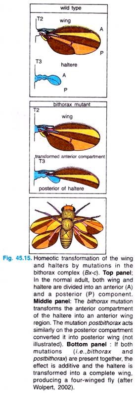 Homeo transformation of the wing 