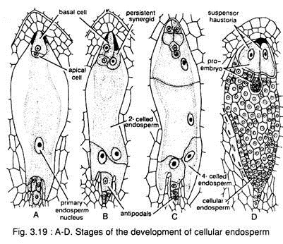 Stages of the Development of Cellular Endosperm