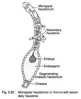 Micropylar Haustorium in Alectra with Secondary Haustoria