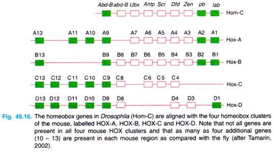The homeobox genes in Drosophila