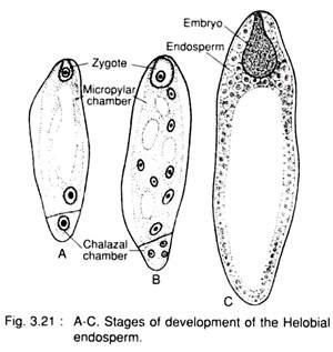 Stages of Development of the Helobial Endosperm