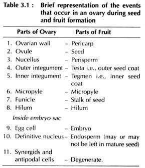 Events that Occur in an Ovary during Seed and Fruit Formation