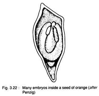 Many Embryos Inside a Seed of Orange