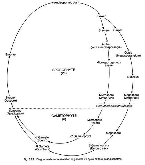 General Life Cycle Pattern in Angiosperms