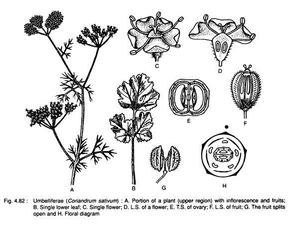 Umbeliferae (Coriandrum Sativum)