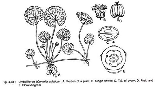 Umbeliferae (Centella Asiatica)