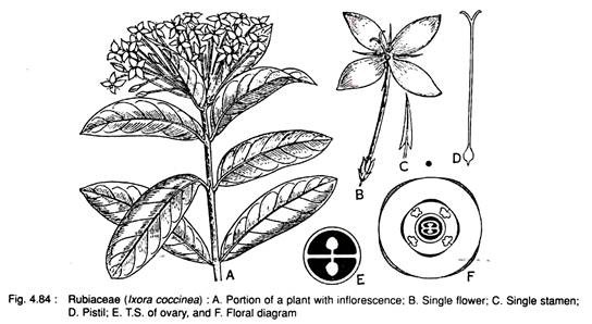 Rubiaceae (Lxora Coccinea)
