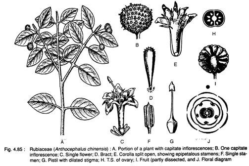 Rubiaceae (Anthocephalus Chinensis)