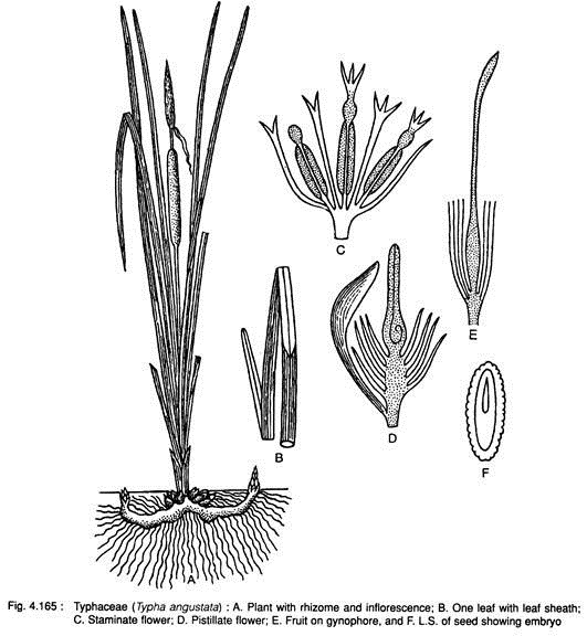 Typhaceae (Typha Angustata)