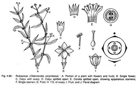 Rubiaceae (Oldenlandia Corymbosa)