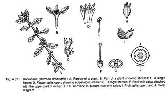 Rubiaceae (Borreria Articularis)