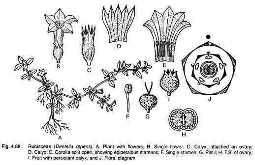 Rubiaceae (Dentella Repens)