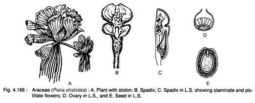 Araceae (Pistia Stratiotes)