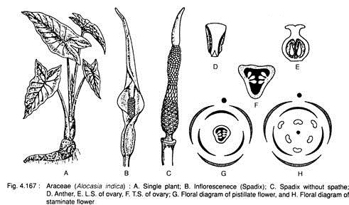 Araceae (Alocasia Indica)