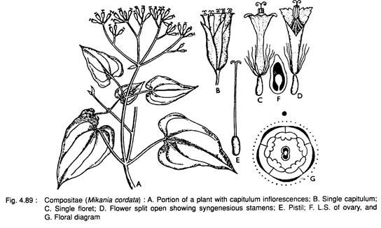 Composite (Mikania Cordata)