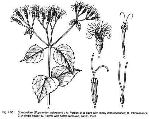 Compositae (Eupatorium Odoratum)