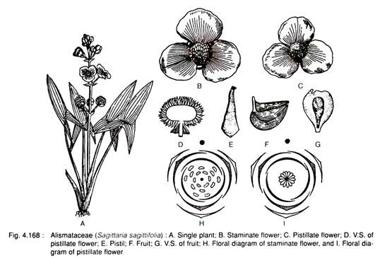 Alismataceae (Sagittaria Sagittifolia)