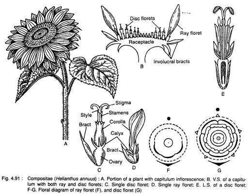 Compositae (Helianthus Annus)