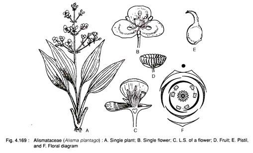 Alismataceae (Alisma Plantago)