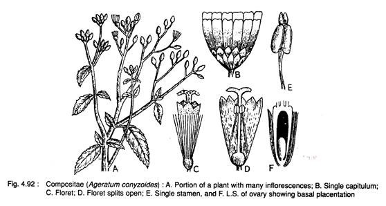 Compositae (Ageratum Conyzoides)