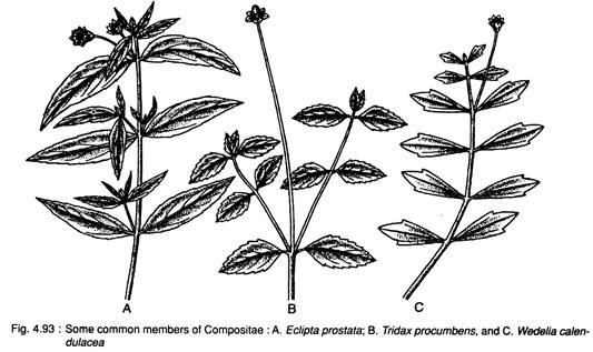 Common Members of Compositae