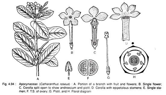 Apocynaceae (Catharanthus Roseus)