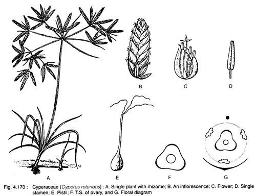 Cyperaceae (Cyperus Rotundus)
