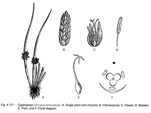 Cyperaceae (Scripus Articulatus)