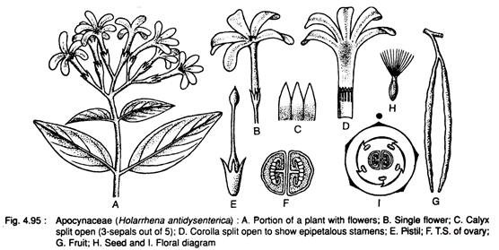 Apocynaceae (Holarrhena Antidysenterica)