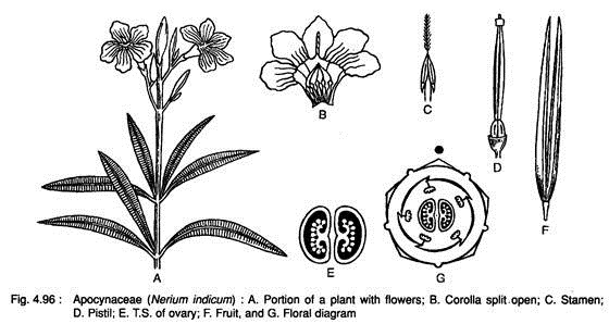 Apocynaceae (Nerium Indicum)