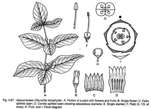 Apocynaceae (Rauvolfia Tetraphylla)