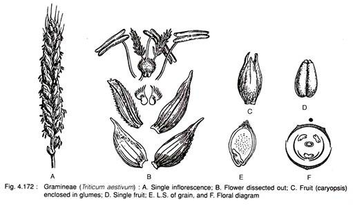 Gramineae (Triticum Aestivum)