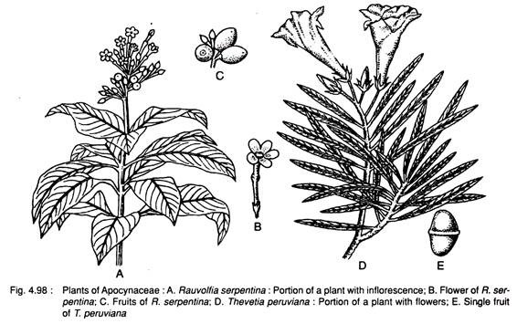 Plants of Apocynaceae
