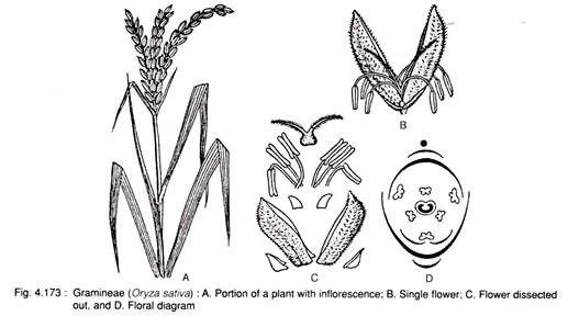 Gramineae (Oryza Sativa)