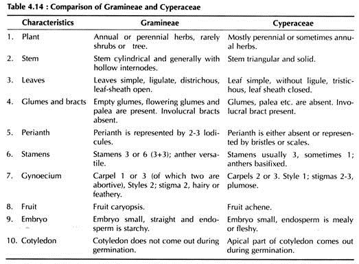 Comparison of Gramineae and Cyperaceae