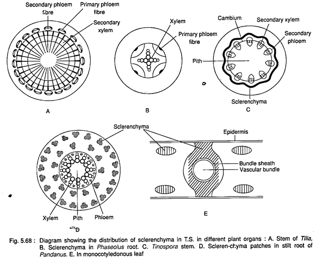 Distribution of Sclerenchyma in T.S.