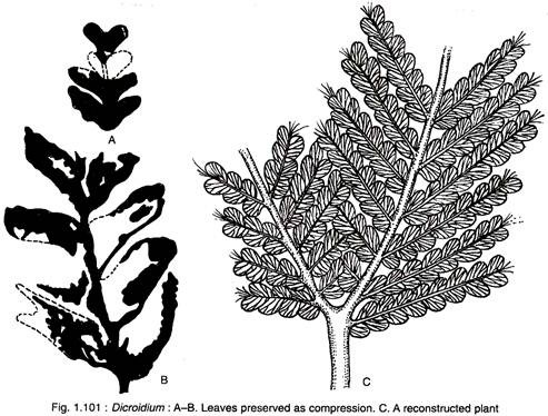 Leaves Preserved as Compression and Reconstructed Plant