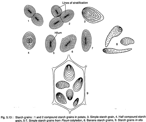 Starch Grains