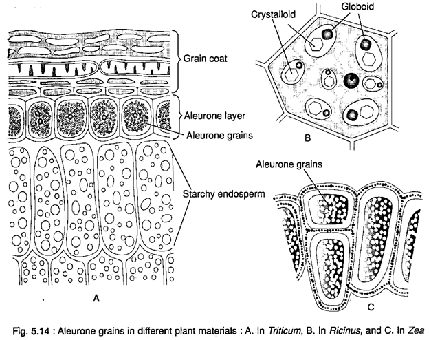 Aleurone Grains in Different Plant Materials