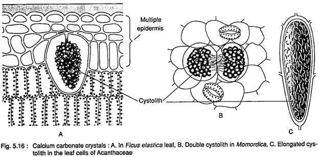 Calcium Carbonate Crystals