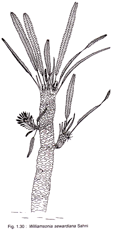 Williamsonia Sewardiana Sahni 