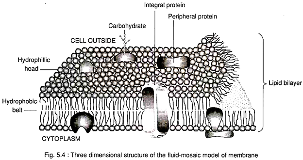 Three Dimensional Structure