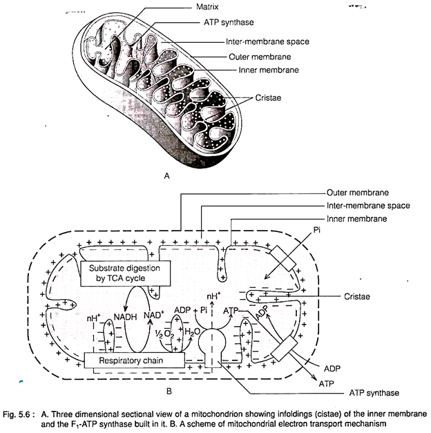 Three Dimensional Sectional View of a Mitochondrion, Mitochondrial Electron Transport Mechanism