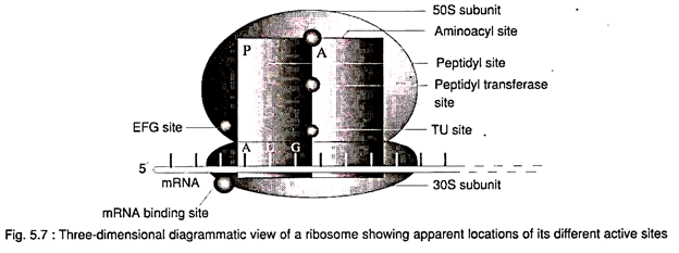 Three-Dimensional Diagrammatic View of a  Ribosome
