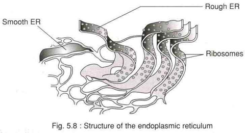 Structure of the Endoplasmic Reticulum