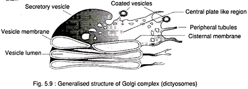 Generalised Structure of Golgi Complex