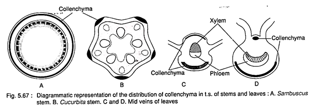 Distribution of Collenchyma in t.s. of Stems and Leaves