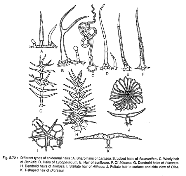 Different Types of Epidermal Hairs