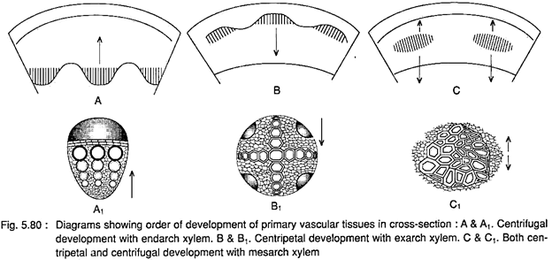 Order of Development of Primary Vascular Tissues in Cross-Section 