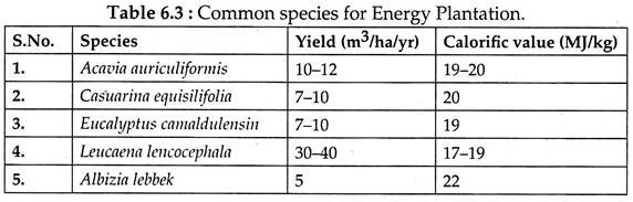 Common Species for Energy Plantation